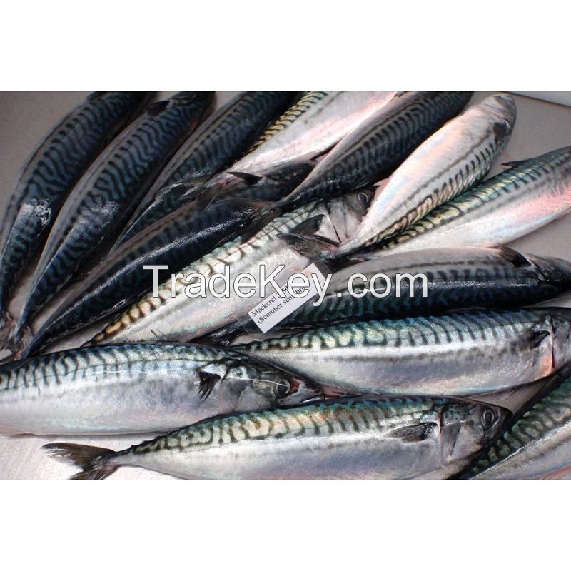 seafrozen hgt frozen fresh fish pacific mackerel