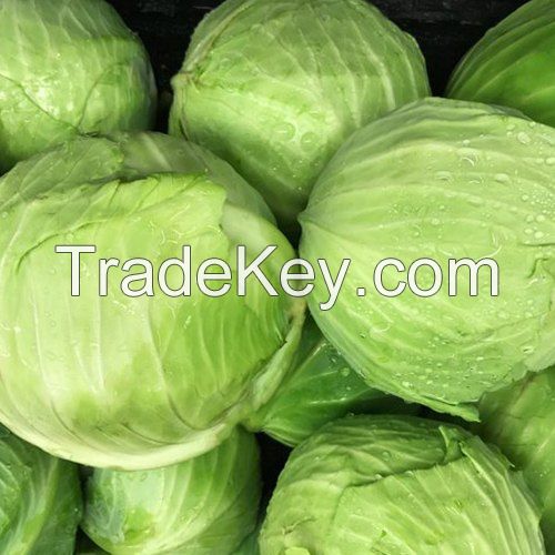 New Crop Fresh Cabbages, Green and Purple Fresh Cabbages