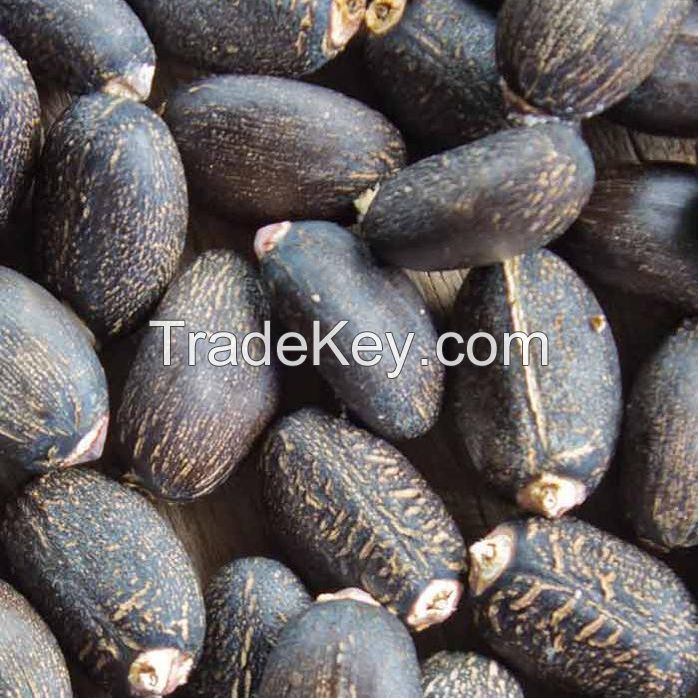 Dried Jatropha Seeds