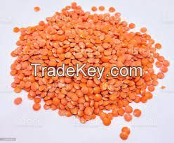 Red Lentil