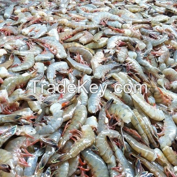 Fresh and Frozen rock shrimp for sale