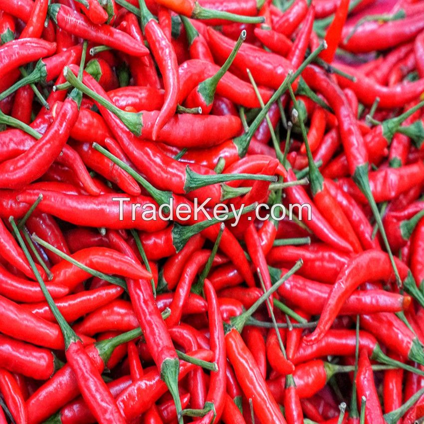 Frozen and Fresh Chilli for sale
