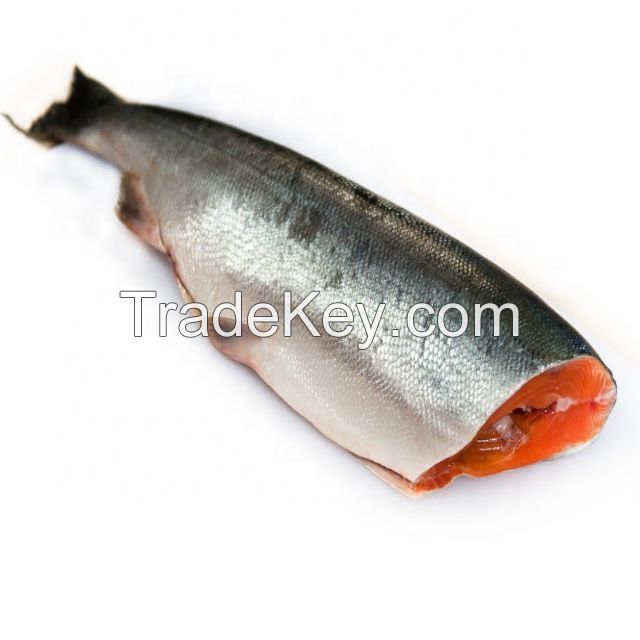 Fresh Salmon Fish for sale