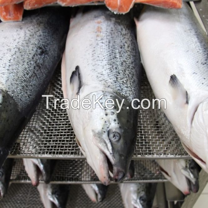 Frozen pink salmon Fish for sale