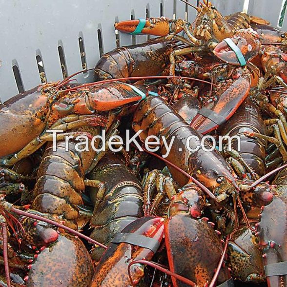 Frozen and live spiny lobster for sale