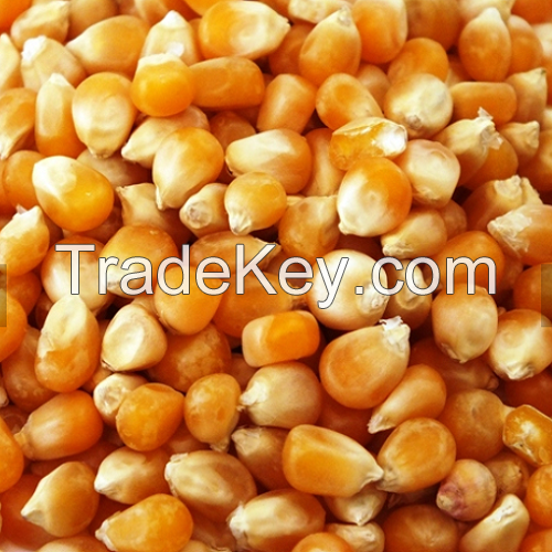 YELLOW MAIZE- NON GMO FOR SALE