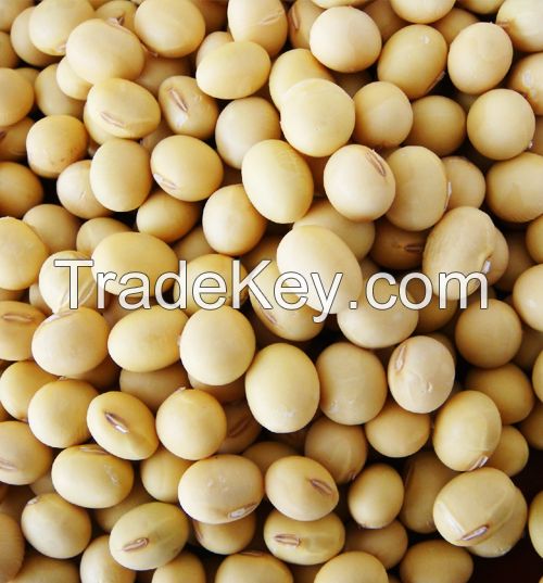 Dried Soybean- Soybean Seed