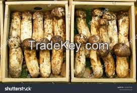 matsutake mushroom