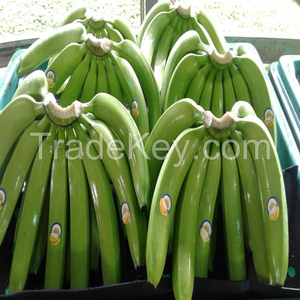 fresh cavendish Banana