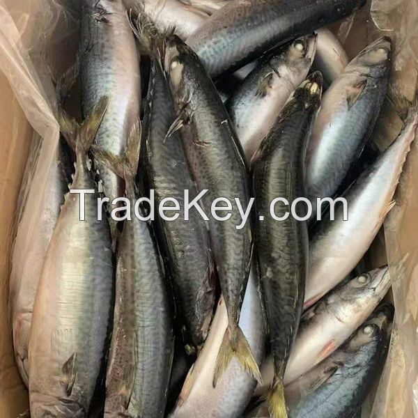 Exporters New Cargo Market Wholesale Sea Foods Chub Bulk Fresh Pacific Mackerel Fish Frozen