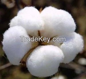 cotton/raw cottons