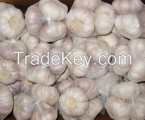 Fresh Garlic