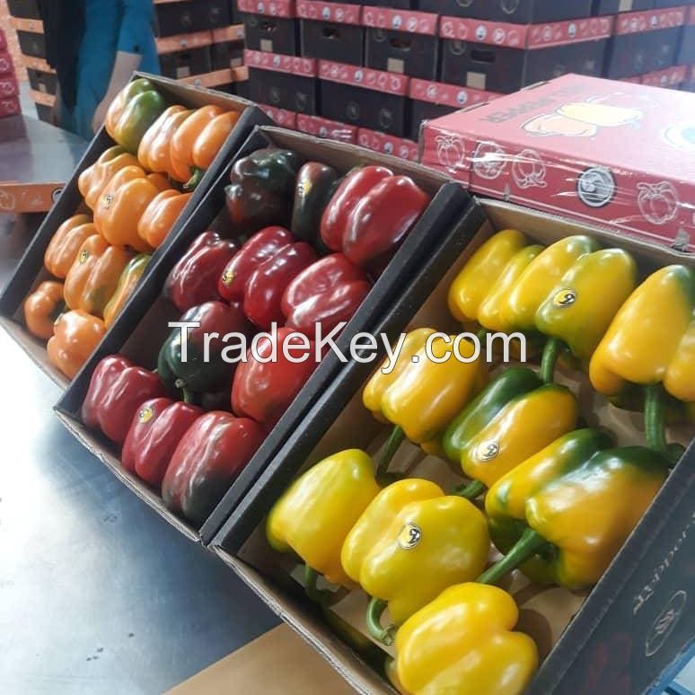 Fresh Capsicum