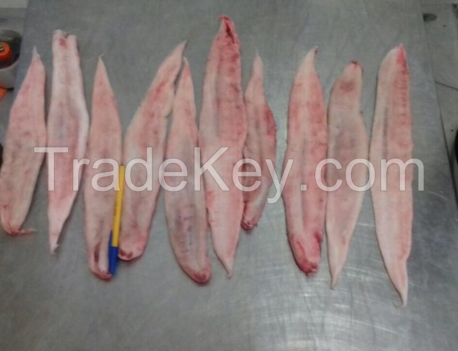 Fish Maw Corvina Cynoscion athonopterus