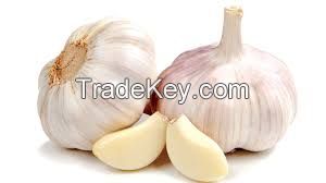 GARLIC