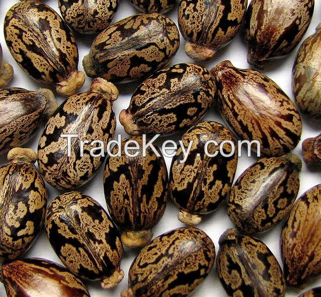 Best High Quality Castor Seeds