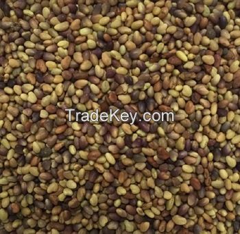 High Quality Forage Berseem Red Clover Seed , on edible Seed, Carrot Seeds , 