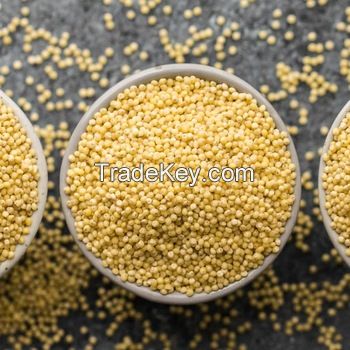 Best Quality Organic Millet at Best Price for Wholesale Buyers