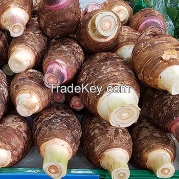 Wholesale fresh taro / Fresh Coco yams stock available