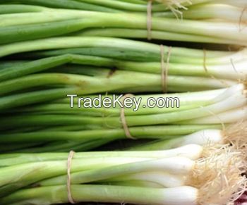 South Africa Fist Grade and Quality Fresh Scallion