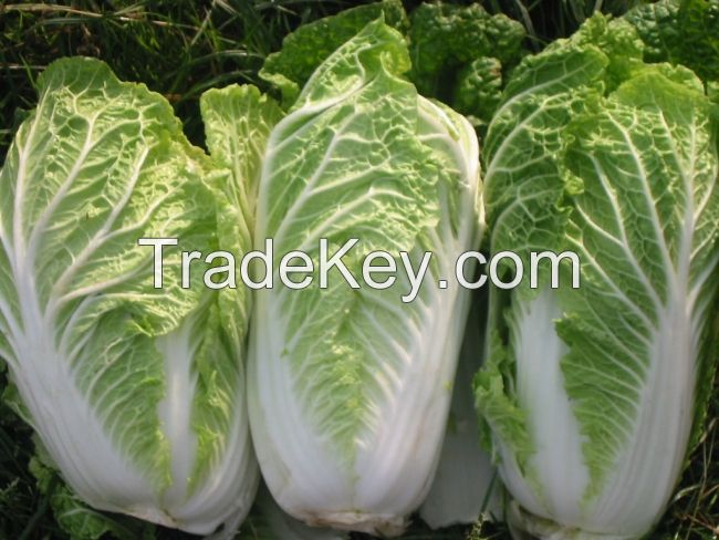 Fresh Celery Cabbage , CELERY CABBAGE, New harvest fresh celery cabbage