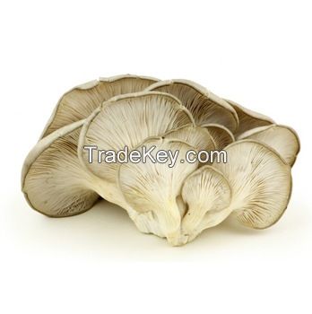 Oyster Mushroom for sale ..