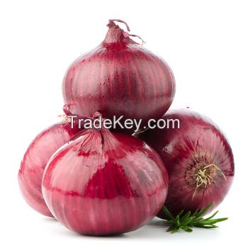 Fresh Onions Red white yellow onion cheap price Fresh organic Egypt onion All sizes Available Mesh Bags