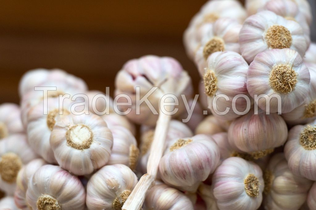 Super fresh pure white garlic