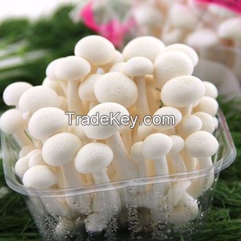 Factory Direct Sales Organic Cultivated Frozen Fresh Shiitake Mushroom