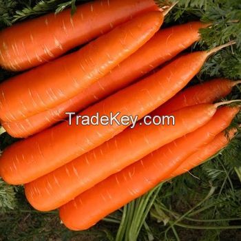 Fresh Carrot from South Africa