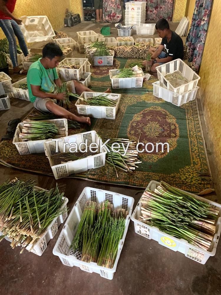 Fresh green Asparagus competitive price supplier