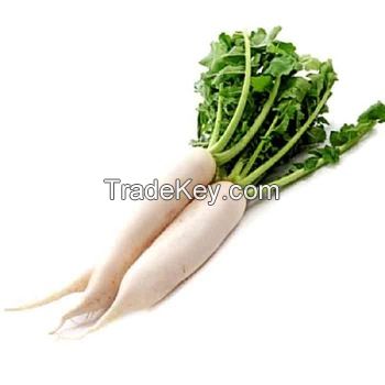 Fresh Radish, RESH WHITE RADISH