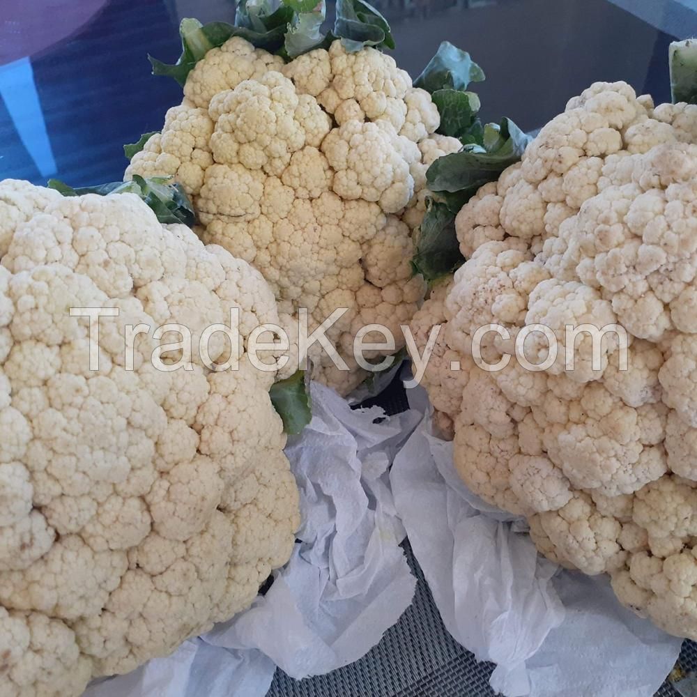 Wholesale Cauliflower/ Fresh Cauliflower Vegetable / Fresh Frozen Cauliflower