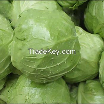 Fresh cabbage international market price