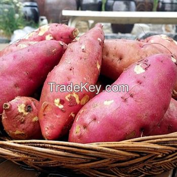 Sweet potatoes , Fresh Sweet Potatoes dark purple skin