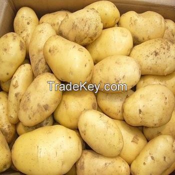 Sweet Potato / Fresh Potatoes for Sale / Fresh Irish Potatoes