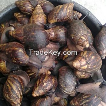 Live Highly Nutritious African Giant Snails