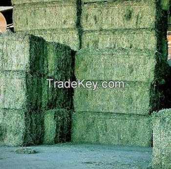 Top Quality Alfafa Hay for Animal Feeding Stuff Alfalfa / Timothy / Alfalfa