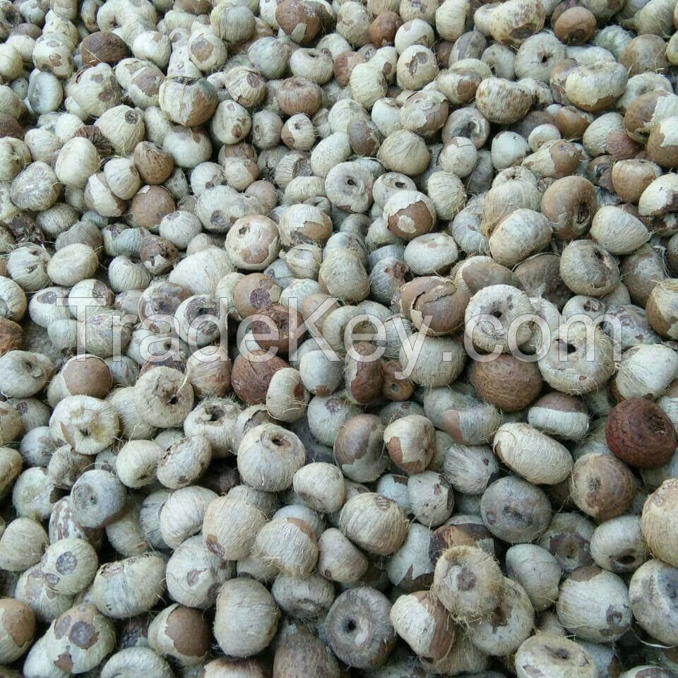 Dried betel nut high quality
