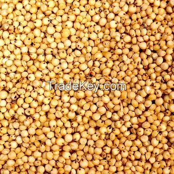 High Grain sorghum at wholesale