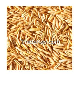 Top Quality Hulled Oats/ Oats Grains For Sale