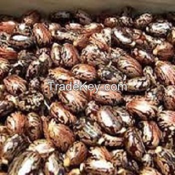 Top Quality Castor seeds for sale