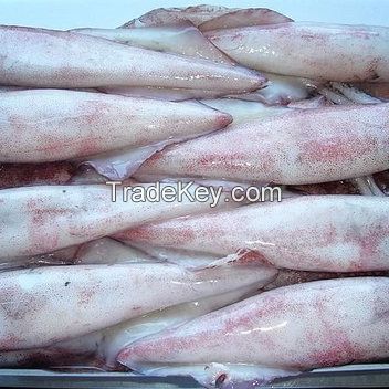 1st Grade High Quality Frozen Squid With Best Price