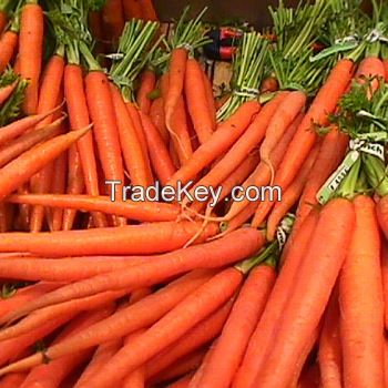 Fresh Carrots With Good Price