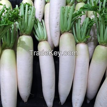 Fresh white Radish from owned farm