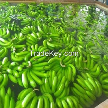 High Quality Fresh Green Cavendish Bananas