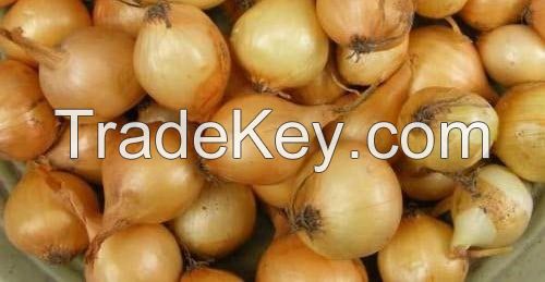 Yellow Onion Seeds Supply