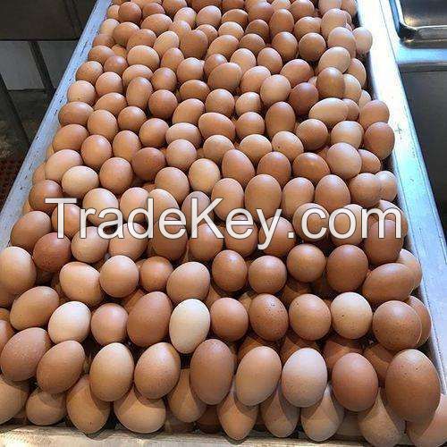brolier chicken Hatching eggs