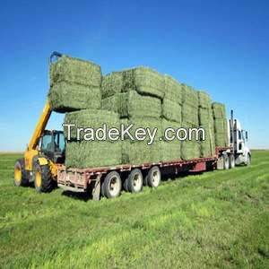Alfalfa Hay, High quality Alfalfa bales