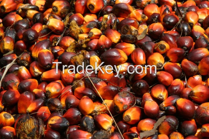 Fresh and Dried PALM KERNEL NUTS